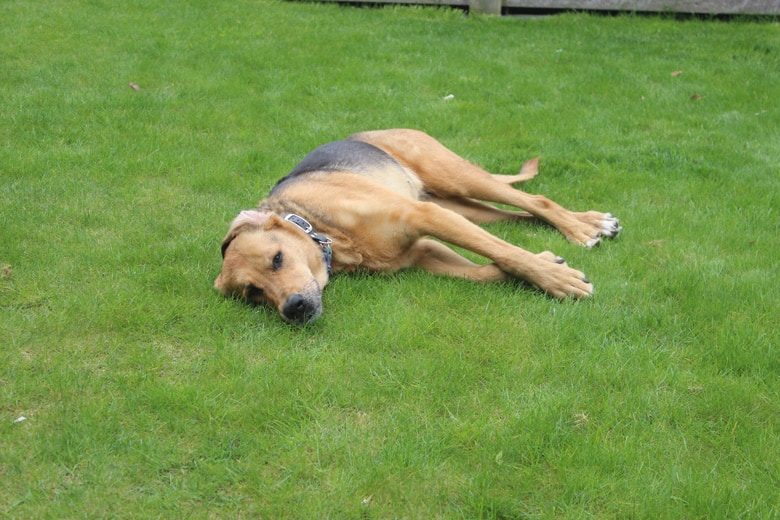Vortrag Tiere mit Silvesterangst